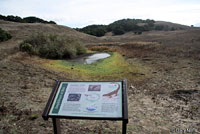 California Newt Breeding Pond