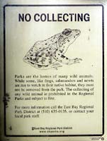 frog sign