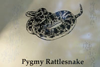 Rattlesnake sign