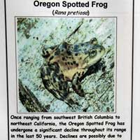 Oregon Spotted Frog Sign