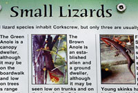 lizard sign