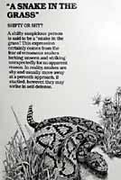 Rattlesnake Sign