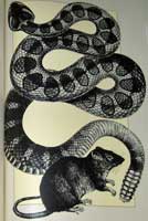 Rattlesnake art