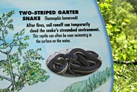 snake sign