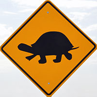 Desert Tortoise Sign