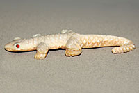 Zuni lizard