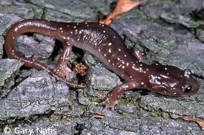 salamander