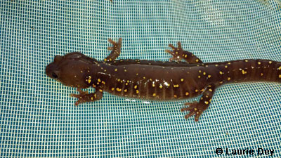 salamander