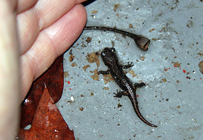 salamander