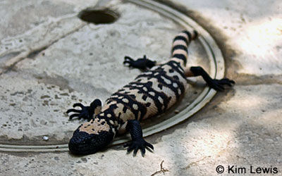 salamander