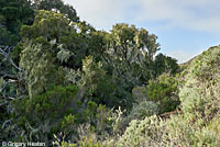 Santa Cruz Island