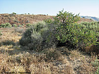 California Legless Lizard Habitat