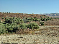 California Legless Lizard Habitat