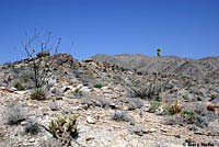 Western Side-blotched Lizard Habitat