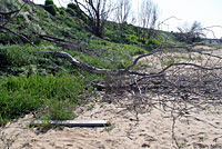 California Legless Lizard Habitat