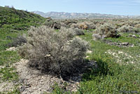 California Legless Lizard Habitat