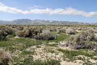 California Legless Lizard Habitat