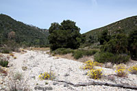 California Legless Lizard Habitat