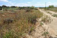 California Legless Lizard Habitat