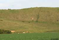 California Legless Lizard Habitat