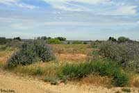 California Legless Lizard Habitat