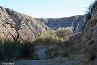 California Legless Lizard Habitat