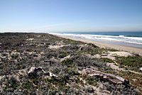 California Legless Lizard Habitat