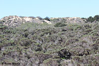 California Legless Lizard Habitat