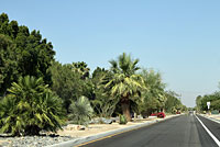 Colorado Desert Fringe-toed Lizard Habitat