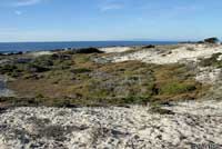 California Legless Lizard Habitat