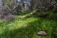 California Legless Lizard Habitat