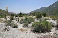 Coastal Whiptail Habitat