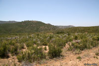 Coastal Whiptail Habitat