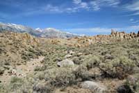 Great Basin Whiptail Habitat