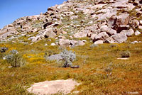 Coast Horned Lizard Habitat