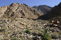 Baja California Brush Lizard Habitat