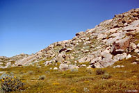 Western Side-blotched Lizard Habitat