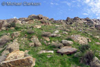 California Legless Lizard Habitat