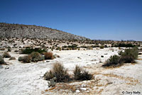 Western Zebra-tailed Lizard Habitat