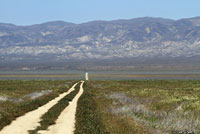 Blunt-nosed Leopard Lizard Habitat