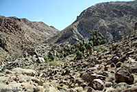 Great Basin Collared Lizard Habitat