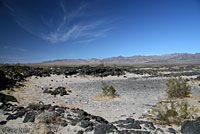 Western Zebra-tailed Lizard Habitat