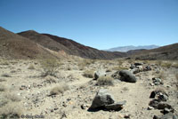 Great Basin Whiptail Habitat