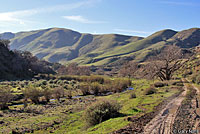 Western Side-blotched Lizard Habitat