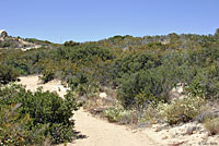 Cope's Leopard Lizard Habitat