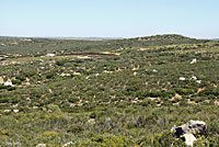 Cope's Leopard Lizard Habitat