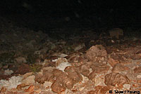  Peninsular Leaf-toed Gecko Habitat