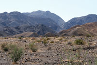 Peninsular Banded Gecko Habitat