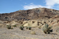 Peninsular Banded Gecko Habitat