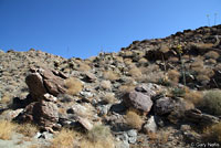 California Lyresnake Habitat